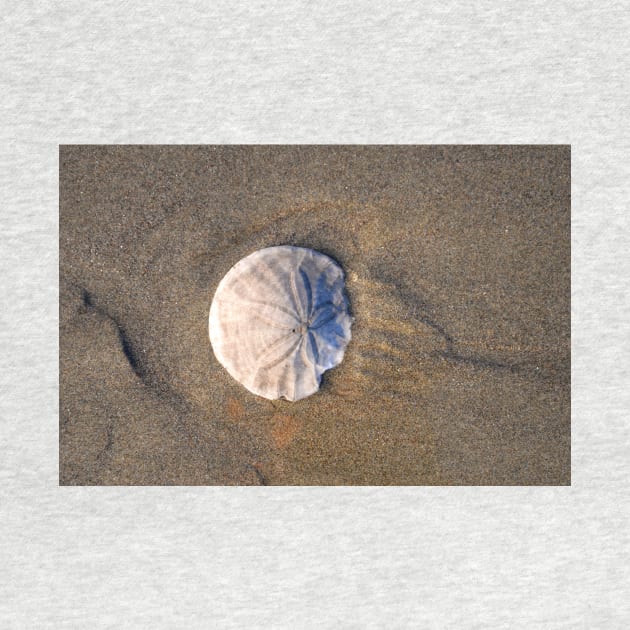 Sand Dollar in the Sand by DeniseBruchmanPhotography